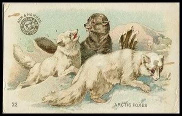 22 Arctic Foxes
